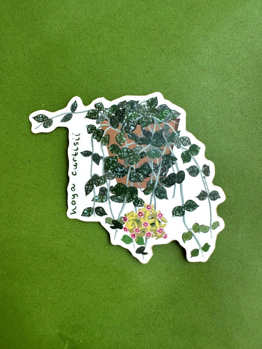 Hoya Curtisii Plant Lover Sticker