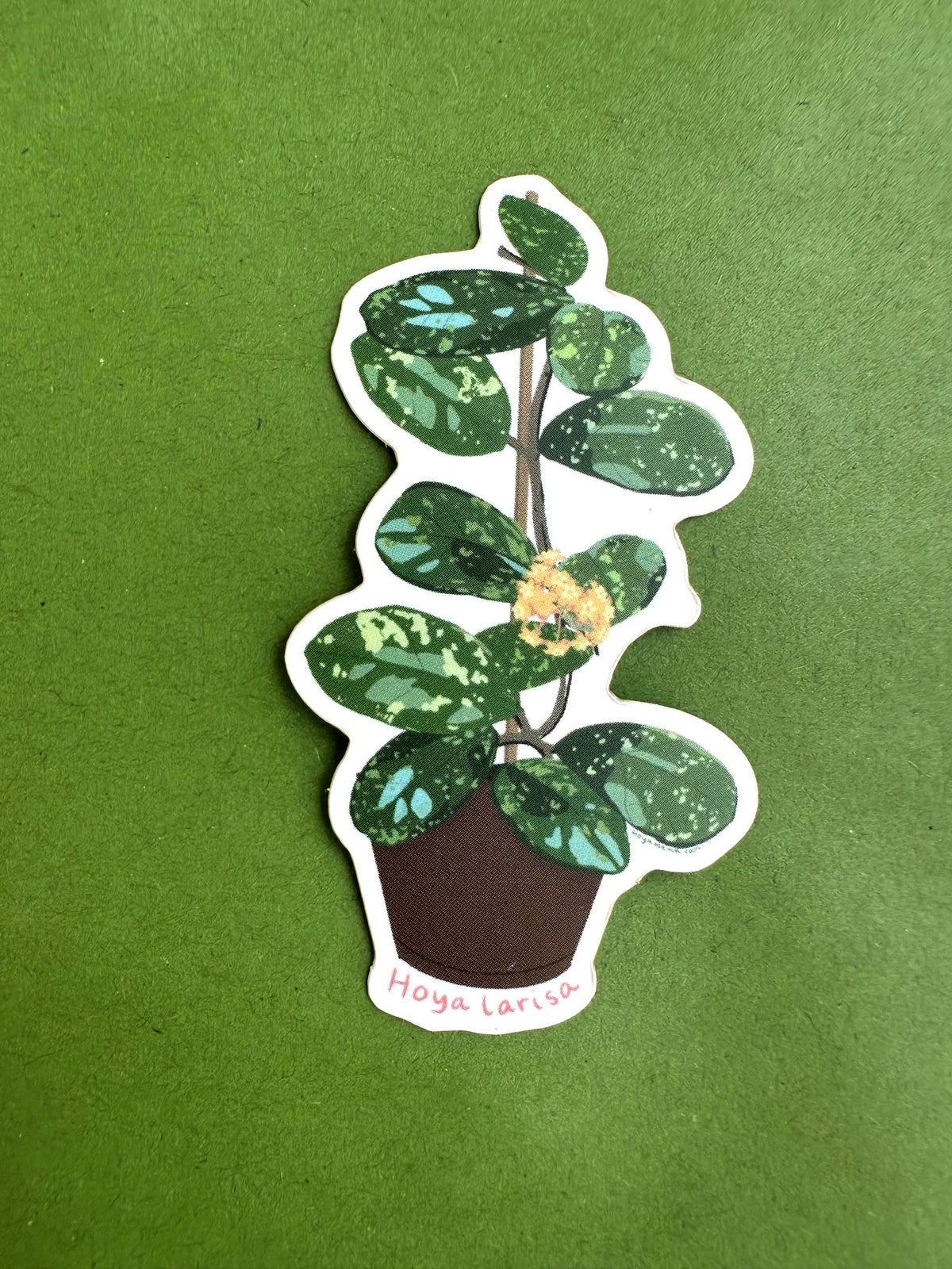 Hoya Larisa Plant Lover Sticker