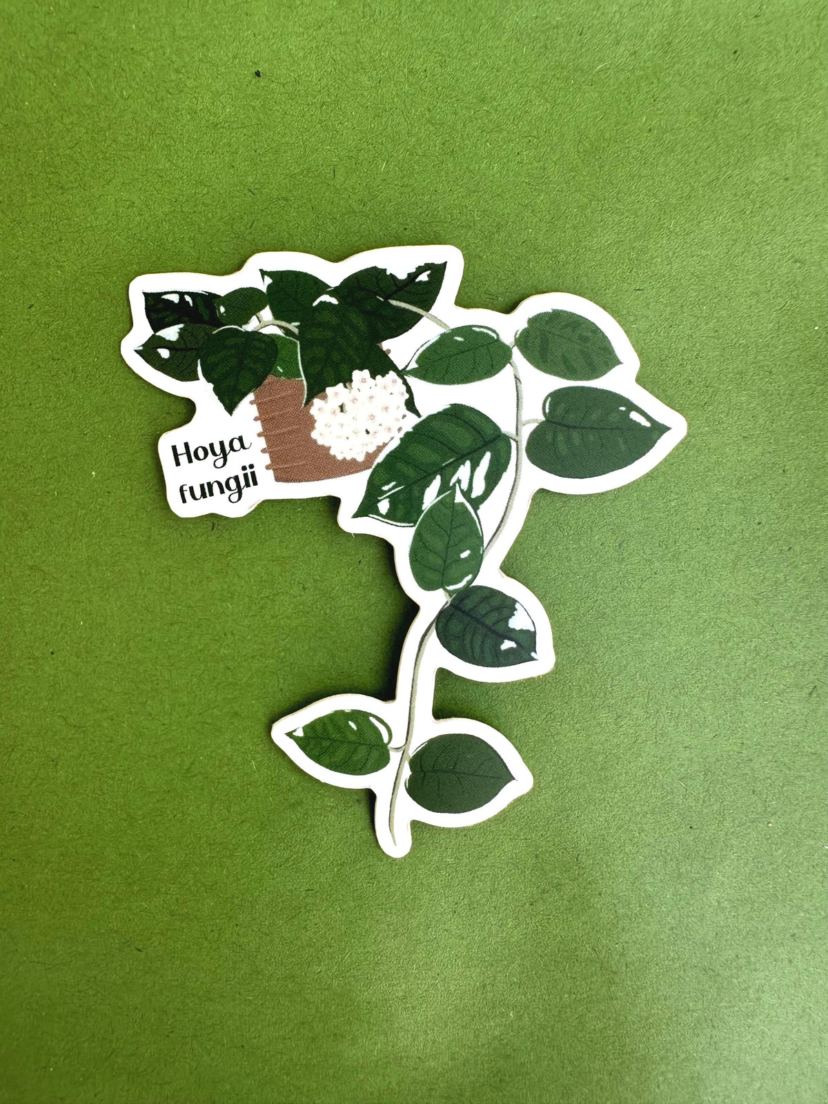 Hoya Fungii Plant Lover Sticker