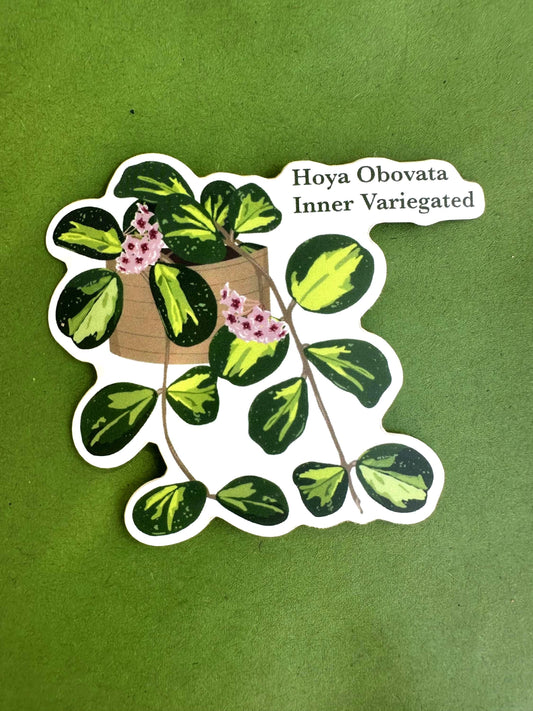 Hoya Obovata Inner Variegated Plant Lover Sticker