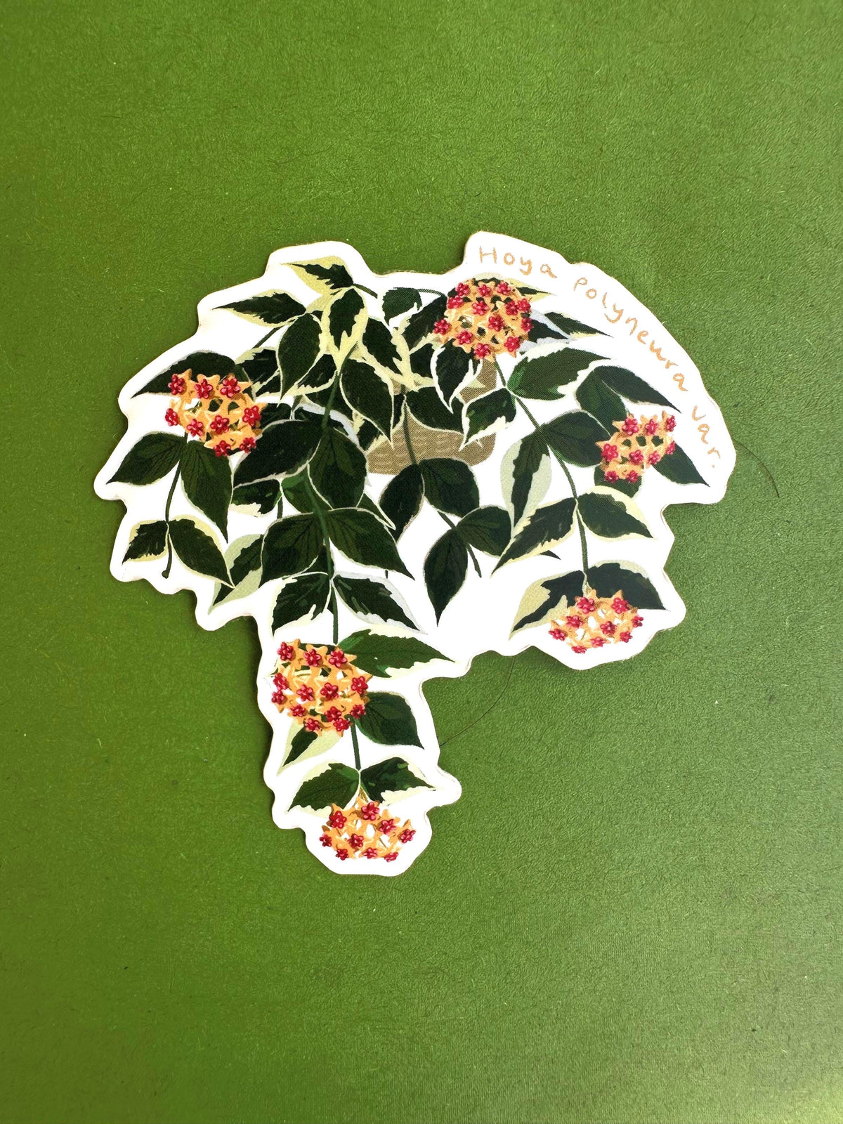 Hoya Polyneura Variegated Plant Lover Sticker