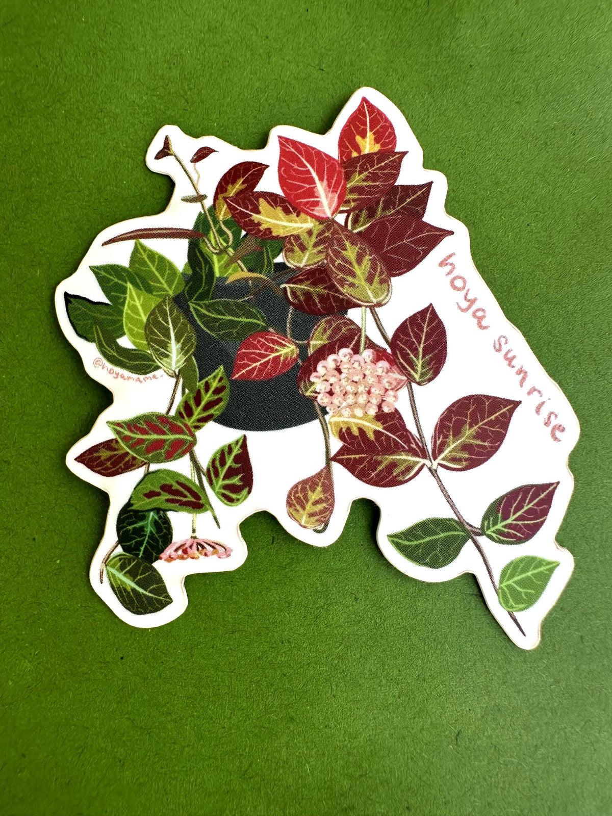 Hoya Sunrise Plant Lover Sticker