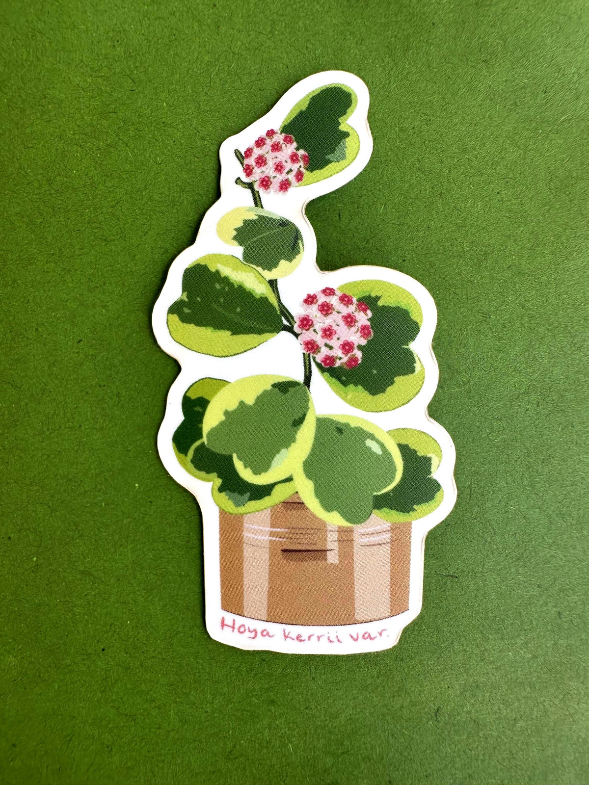 Hoya Kerrii Variegated Plant Lover Sticker