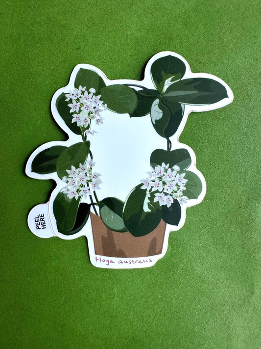 Hoya Australis Plant Lover Sticker