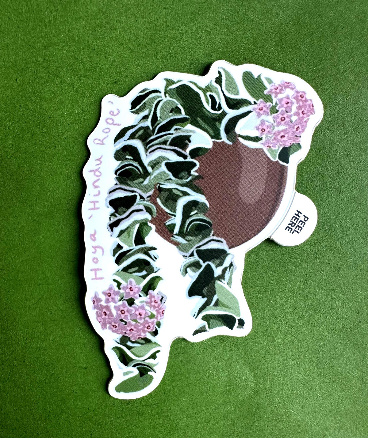 Hoya Carnosa Hindu Rope Plant Lover Sticker