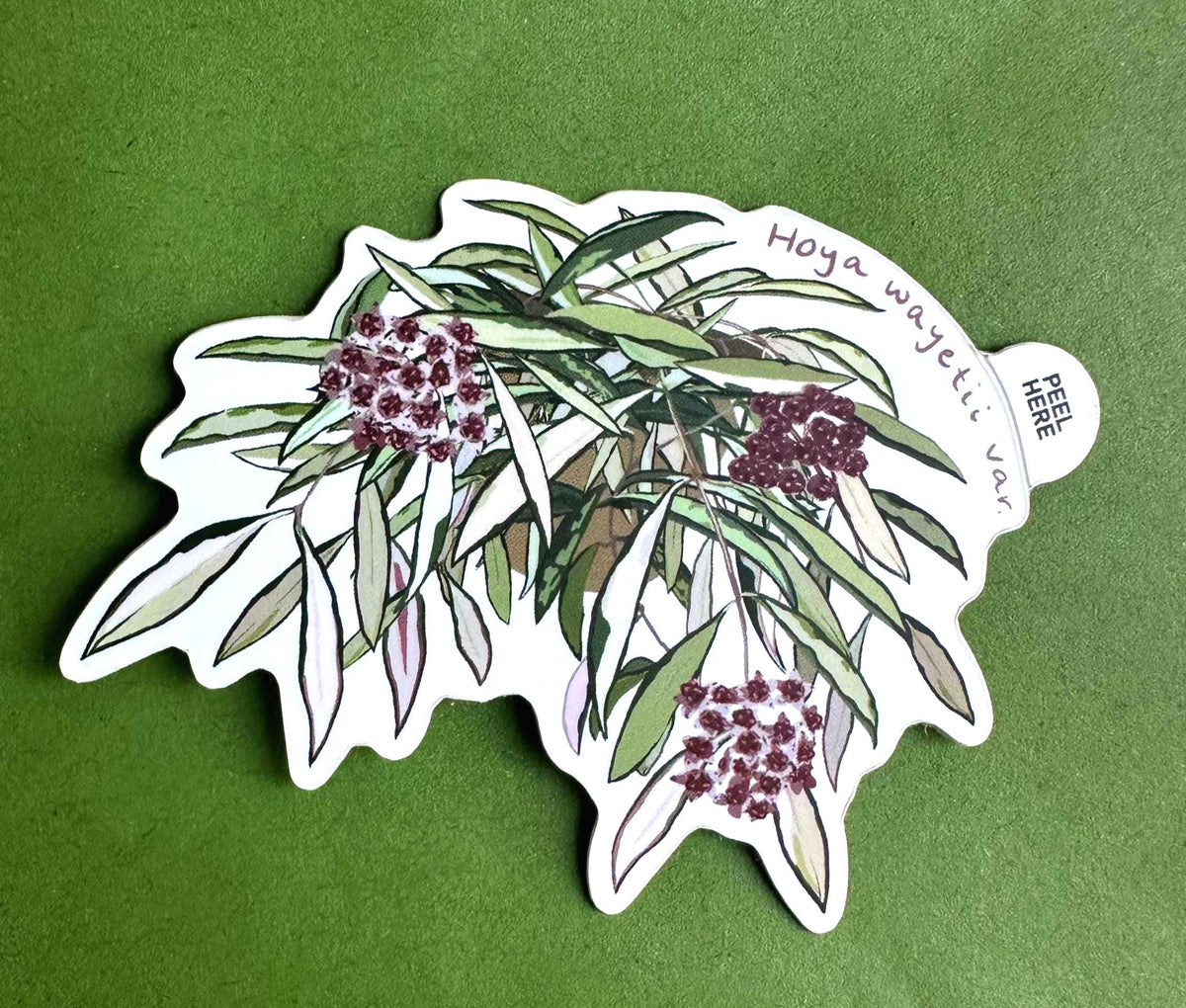 Hoya Wayetii Variegated Plant Lover Sticker