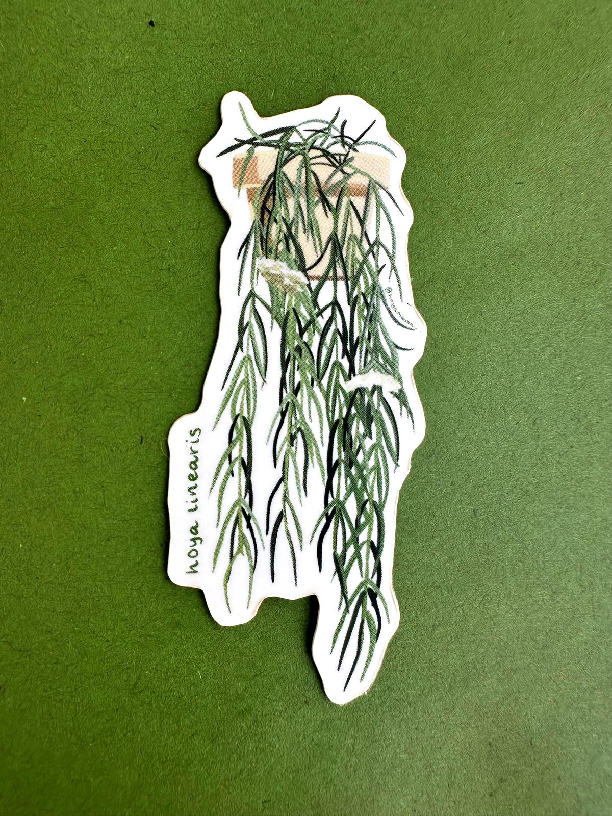 Hoya Linearis Plant Lover Sticker