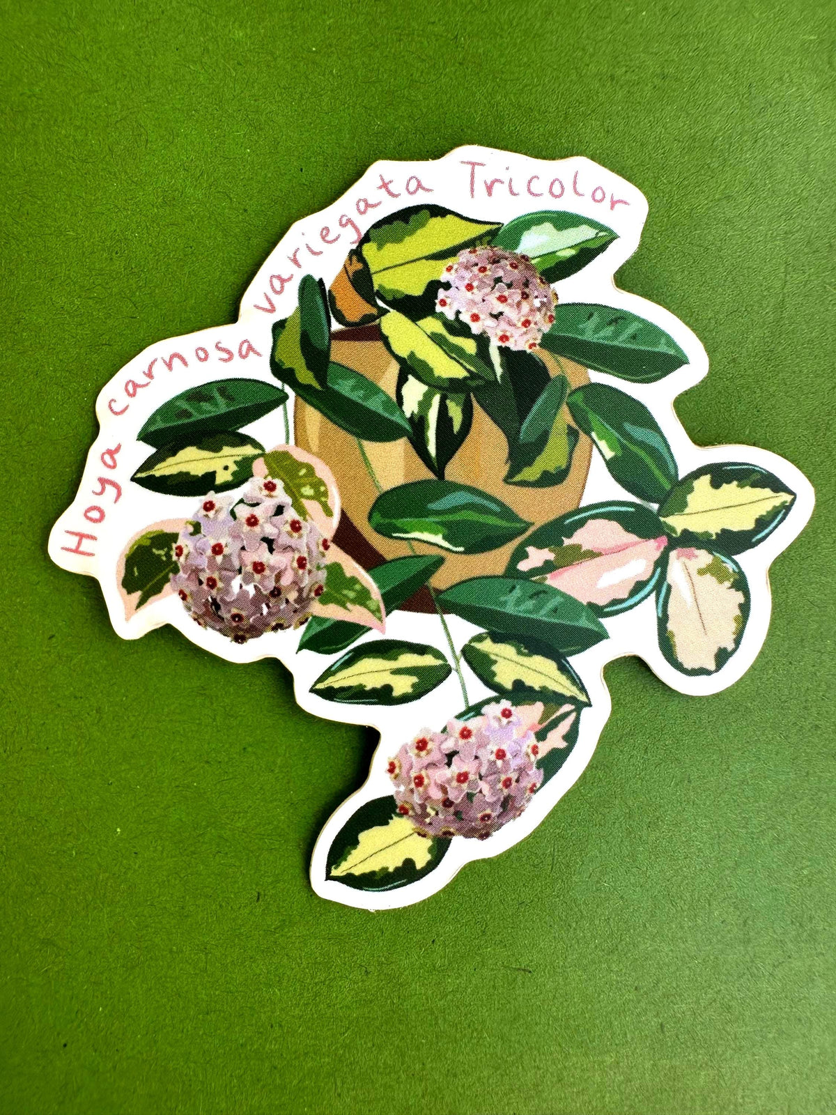Hoya Carnosa Variegated Tricolor Plant Lover Sticker